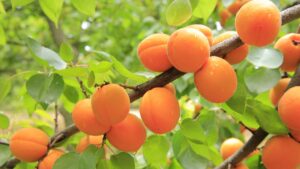 Abricots : bienfaits, histoire et utilisations culinaires